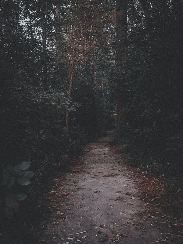 The path into the woods. Photograph by Isaiah Sanchez.