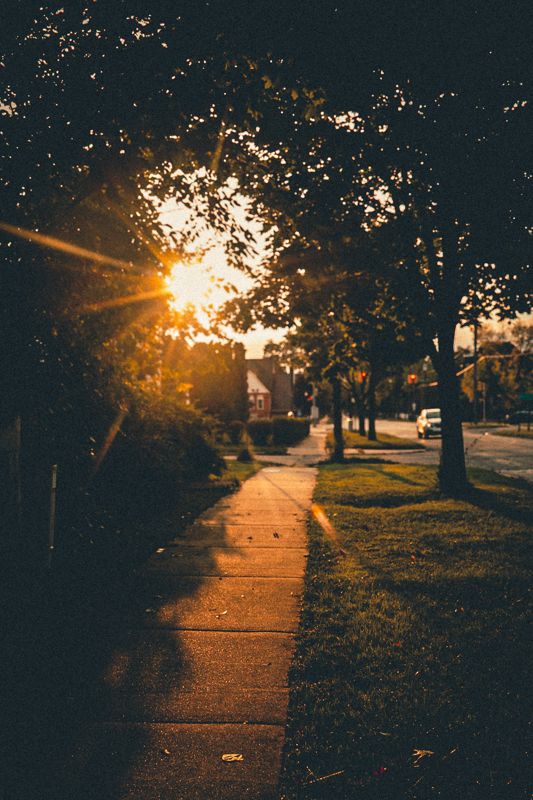 Sun through the trees. Photograph by Isaiah Sanchez.