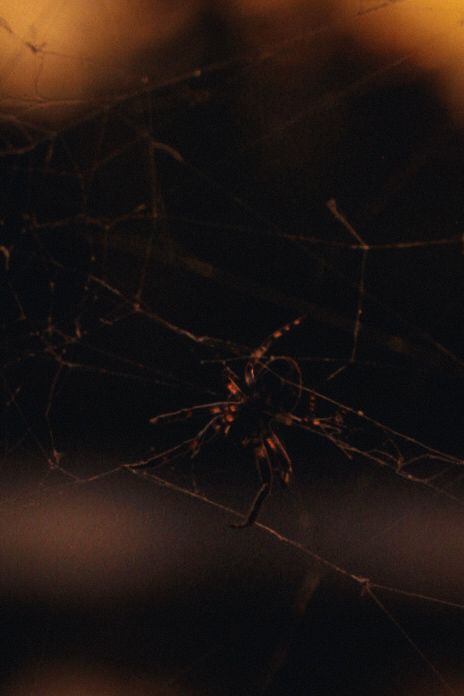 A spider in its web. Photograph by Isaiah Sanchez.
