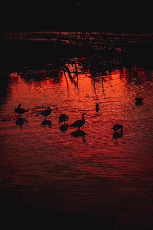 Red lake, geese at dusk. Photograph by Isaiah Sanchez.