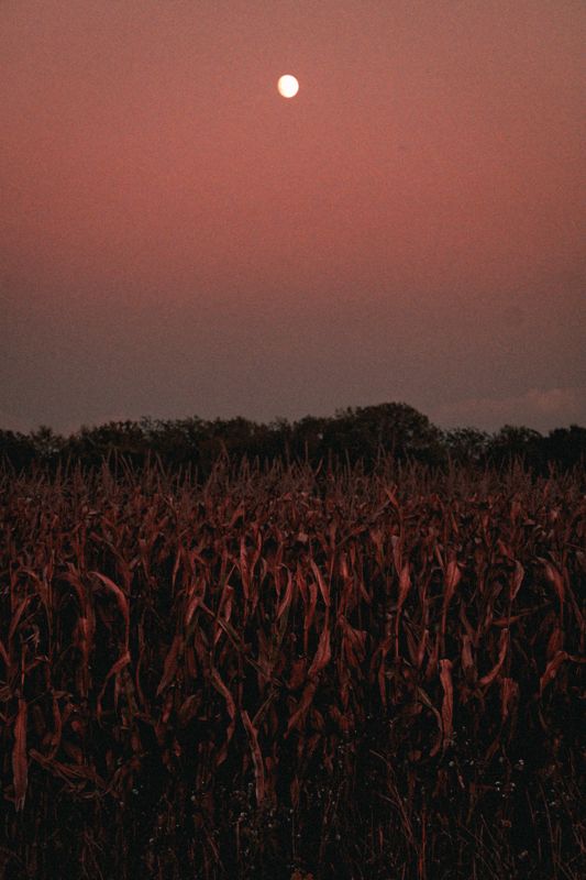 Cornfield under a full moon. Photograph by Isaiah Sanchez.
